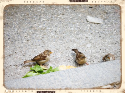Three Little Birds Vintage
